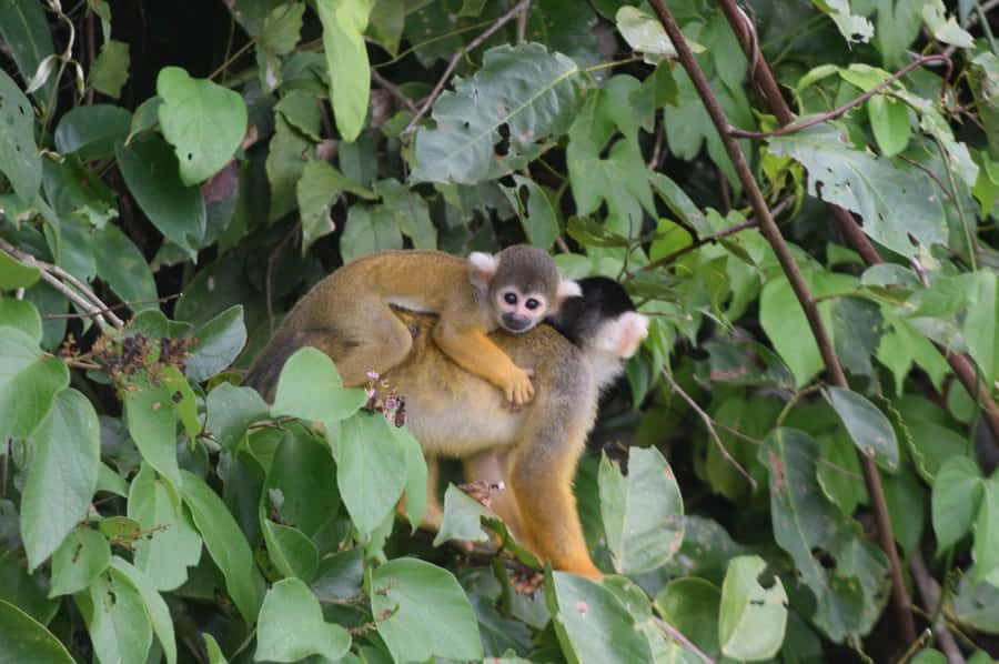 Puerto Maldonado: 4-Day Tambopata Rainforest Tour - What the $424 Tambopata tour really gives you