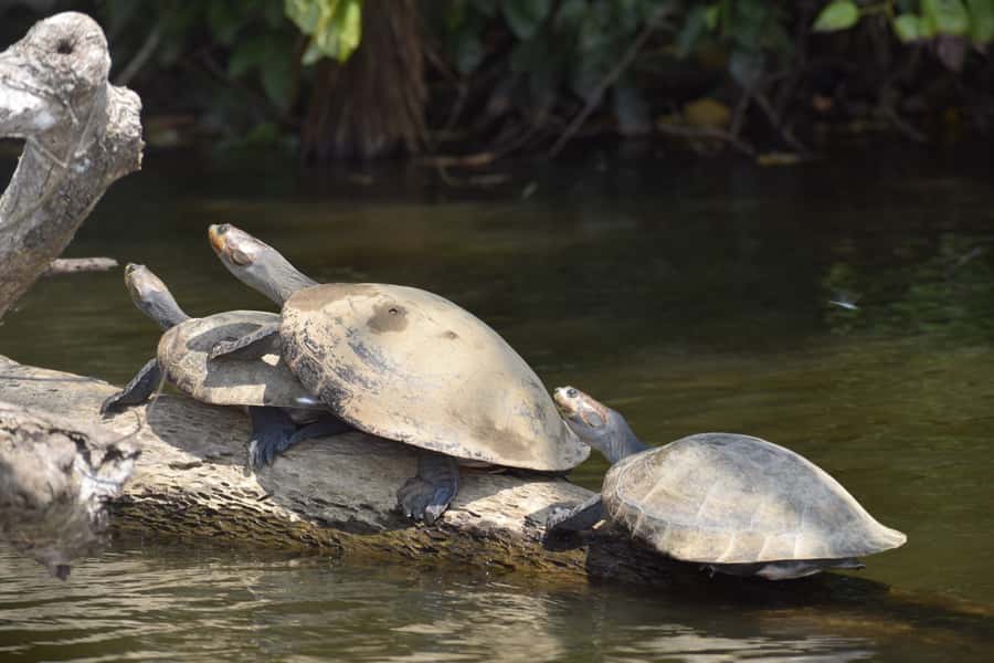 Puerto Maldonado: 4-Day Tambopata Rainforest Tour - Day 1: Sunset, riverbank walks, and the night forest