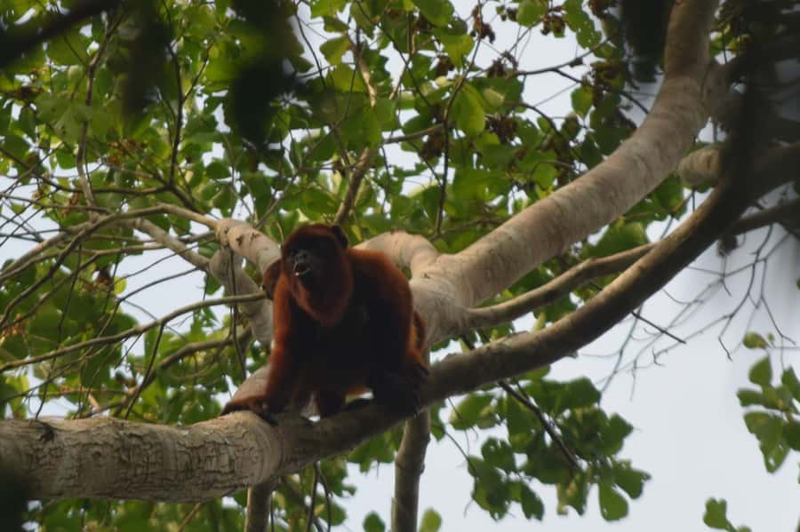 Puerto Maldonado: 4-Day Tambopata Rainforest Tour - Day 4: The 5:25 am clay lick and your departure