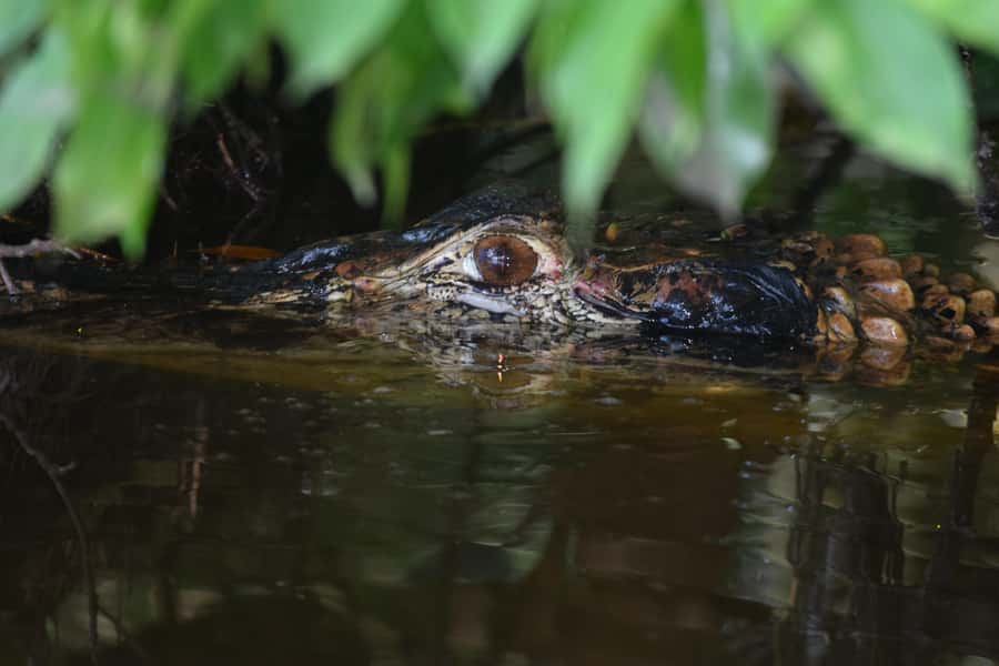 Puerto Maldonado: 4-Day Tambopata Rainforest Tour - Arrival at the Tambopata river house