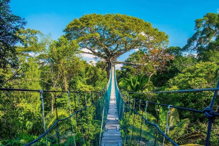 Puerto Maldonado: Jungle Adventure |Zipline + Canopy + Kayak - Key points before you book