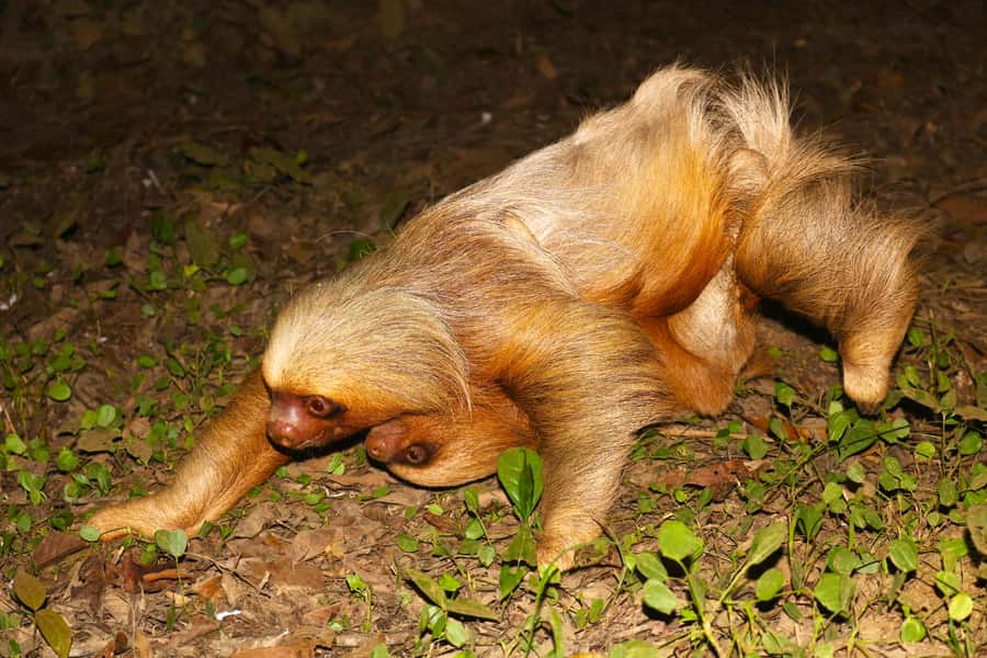 Puerto Maldonado: Jungle Night Tour with Sloths & Tarantulas - Boots, flashlights, and what to wear