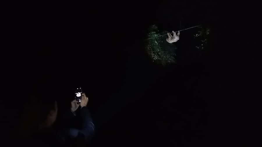 Puerto Maldonado: Jungle Night Tour with Sloths & Tarantulas - The value of $45 for a short reserve outing