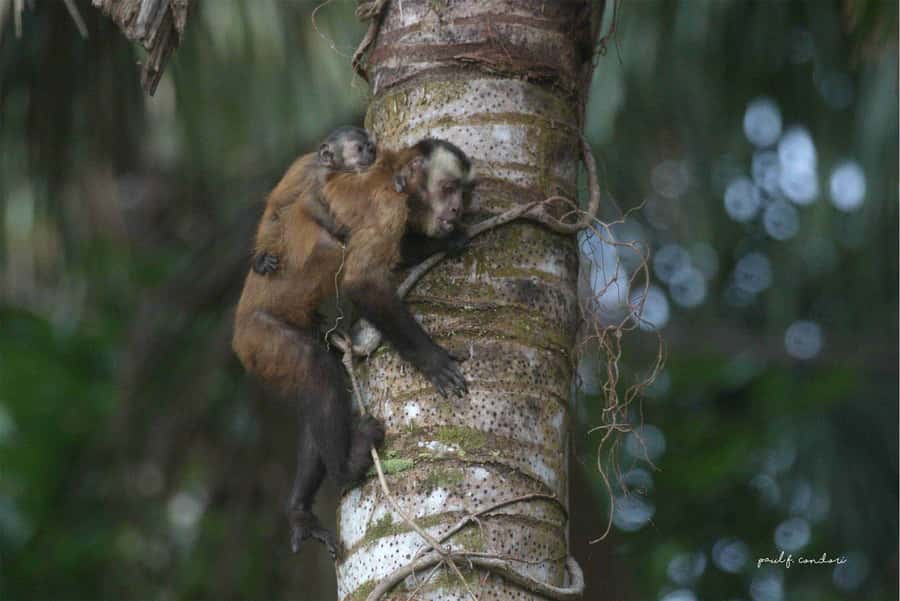 Puerto Maldonado: Sandoval Lake 4-Day, 3-Night Guided Tour - What the $300 price really covers