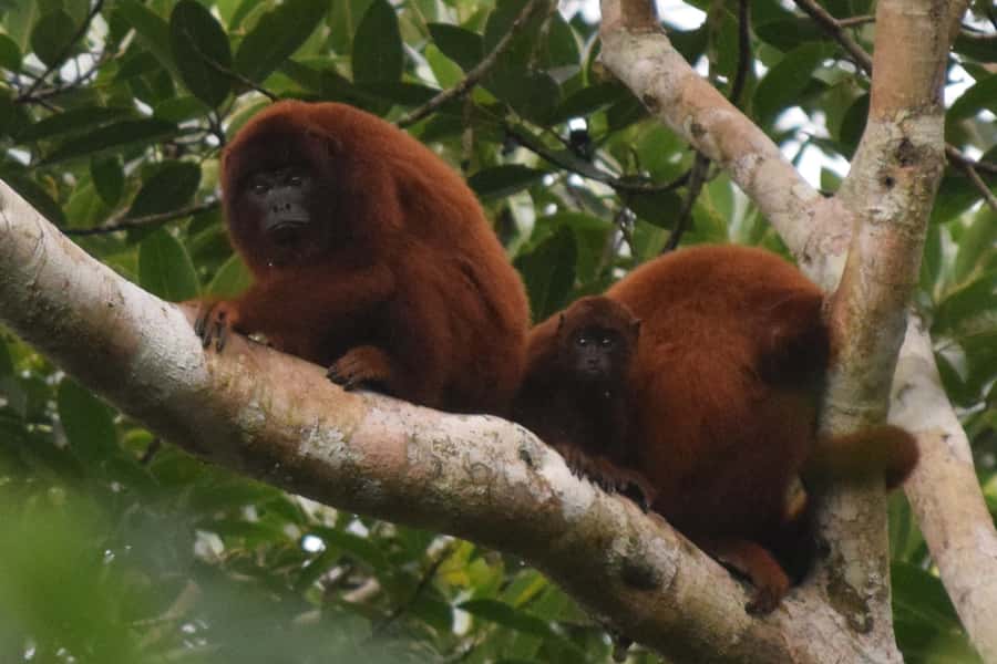Puerto Maldonado: Sandoval Lake Full-Day Trip with Canoeing - Sandoval Lake by canoe
