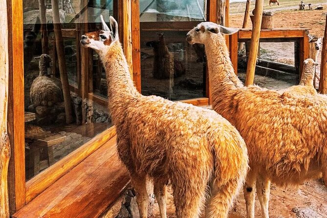 Quad bikes in Moray and Salineras and Picnic with llamas - A full day that mixes engines, ruins, and llamas