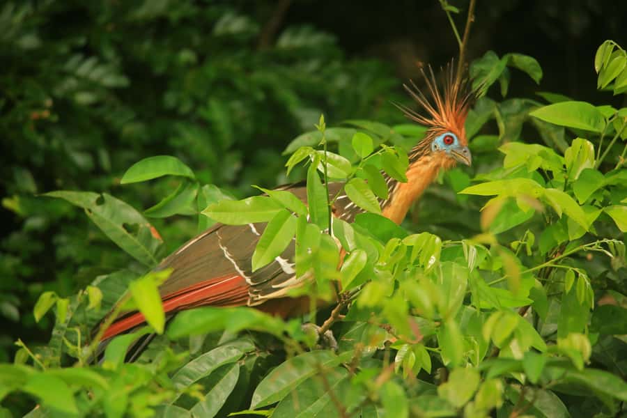 Sandoval Lake & Parrot Clay lick 3 Days/2 Nights - Reaching Monte Amazonico Lodge from the city