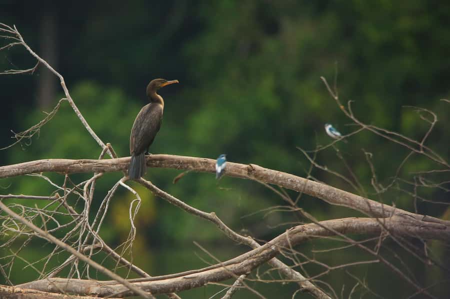 Sandoval Lake & Parrot Clay lick 3 Days/2 Nights - A caiman search on the Madre de Dios River