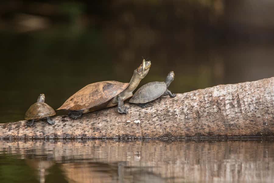 Sandoval Lake & Parrot Clay lick 3 Days/2 Nights - Sandoval Lake is the wildlife centerpiece