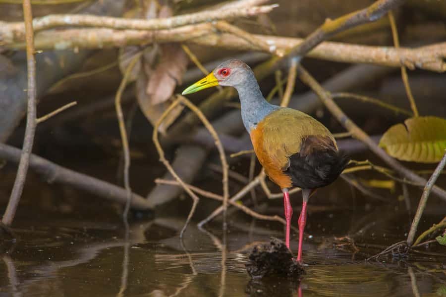 Sandoval Lake & Parrot Clay lick 3 Days/2 Nights - Monkey Island gives you an easy first wildlife walk