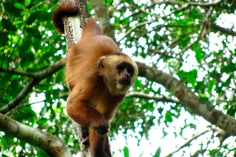 Tambopata: Lake Sandoval Canoeing with Lunch - Walking 90 minutes through Tambopata National Reserve