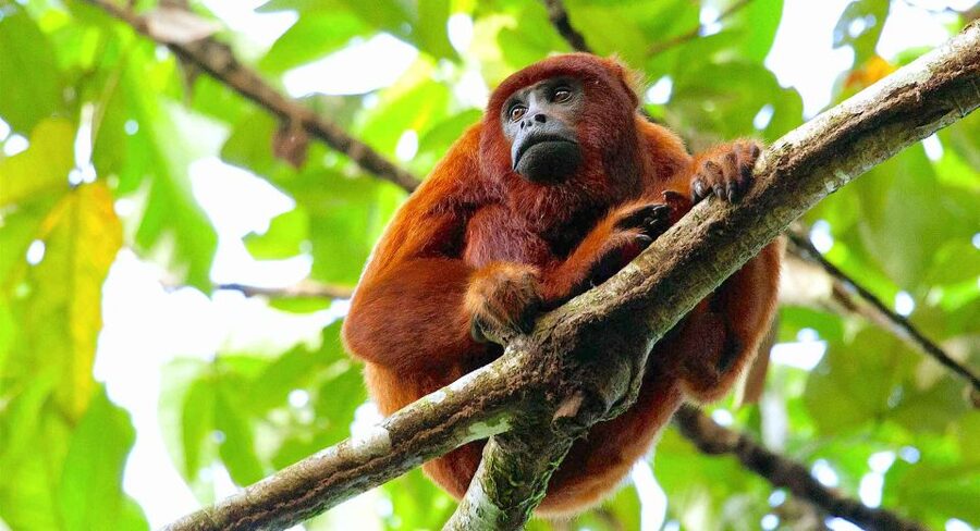 Tambopata: Lake Sandoval Canoeing with Lunch - Returning by boat to Puerto Maldonado