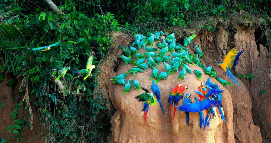 Tambopata Macaw Clay Lick 3 days/2 nights - Day two: El Chuncho, parrots, and macaws