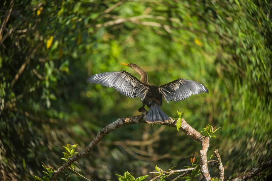 Tambopata Macaw Clay Lick 4 days/3 nights - Why the Chuncho clay lick is worth the early alarm