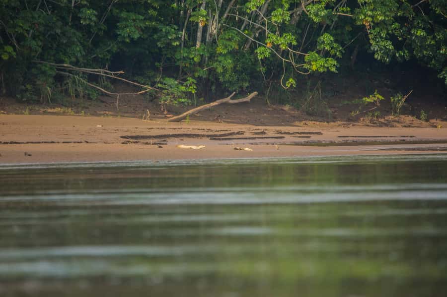 Tambopata Macaw Clay Lick 4 days/3 nights - Day 2: Macaws at Chuncho, then a change of pace