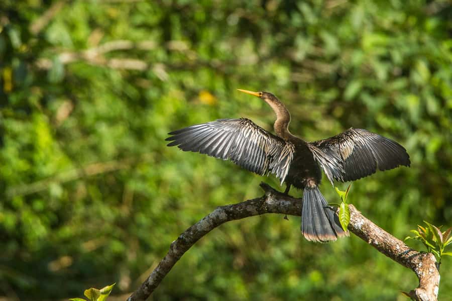 Tambopata Macaw Clay Lick 4 days/3 nights - Day 3: Sandoval Lake and a 3-kilometer forest walk