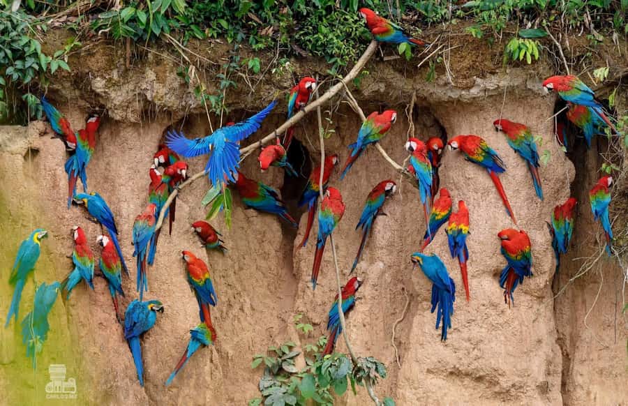 Tambopata Macaw Clay Lick 5 days/4 nights - Who will enjoy these five days most