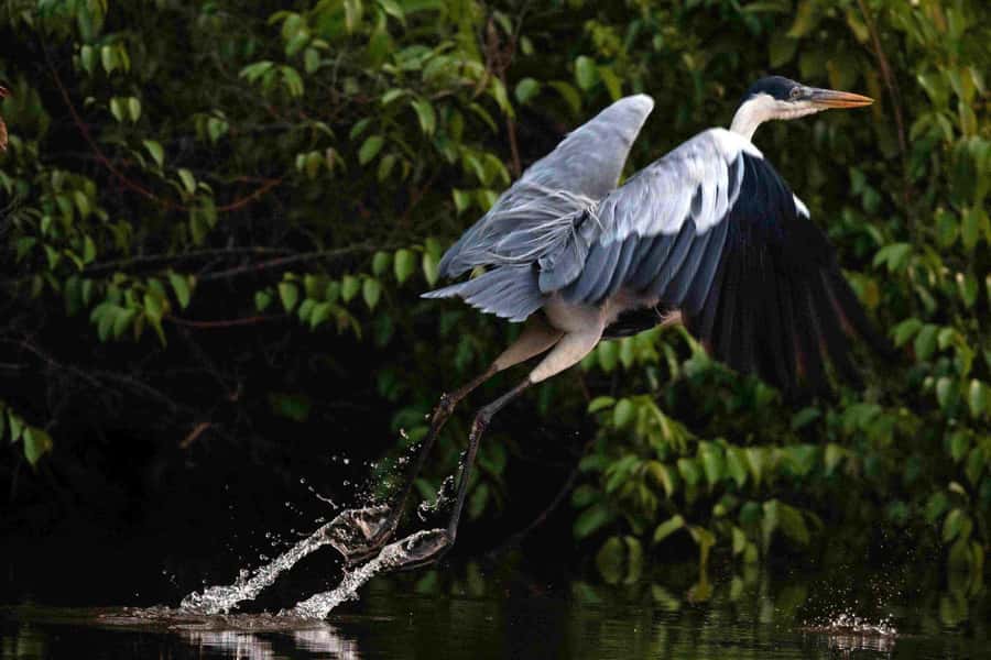 Tambopata: Multi-Day Amazon Rainforest Tour with Local Guide - Key points before you book