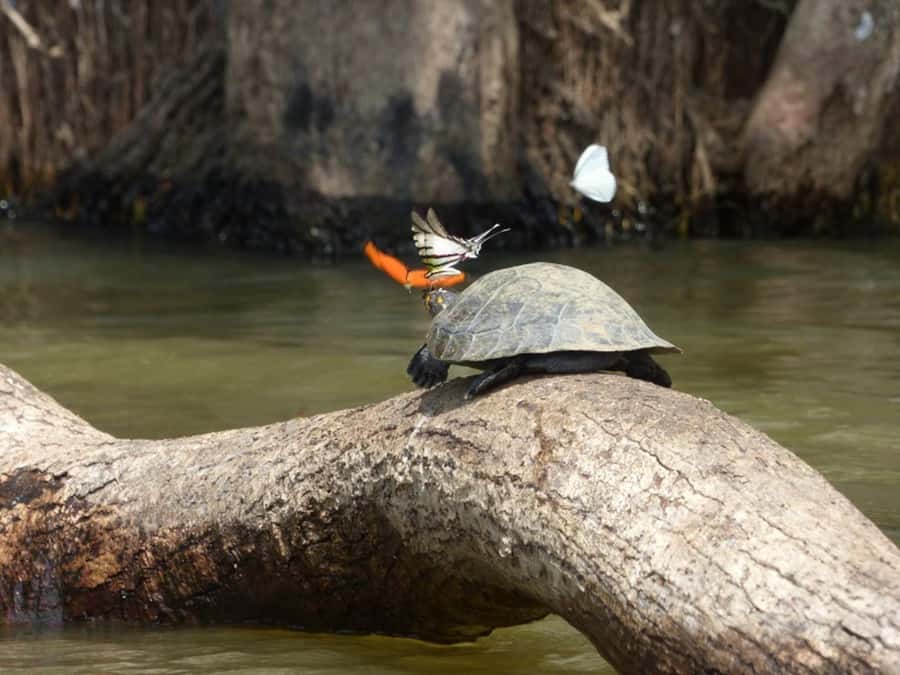 Tambopata: Multi-Day Amazon Rainforest Tour with Local Guide - Day 2: The long walk to Sandoval Lake