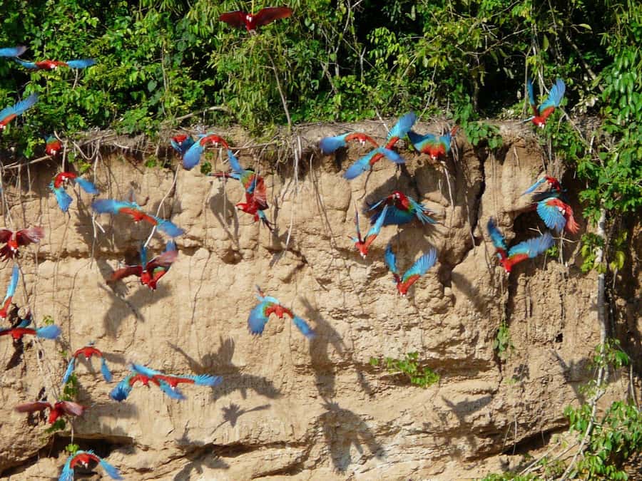 Tambopata National Reserve Tour 3 Days - Day three: parrots, local life, and fishing