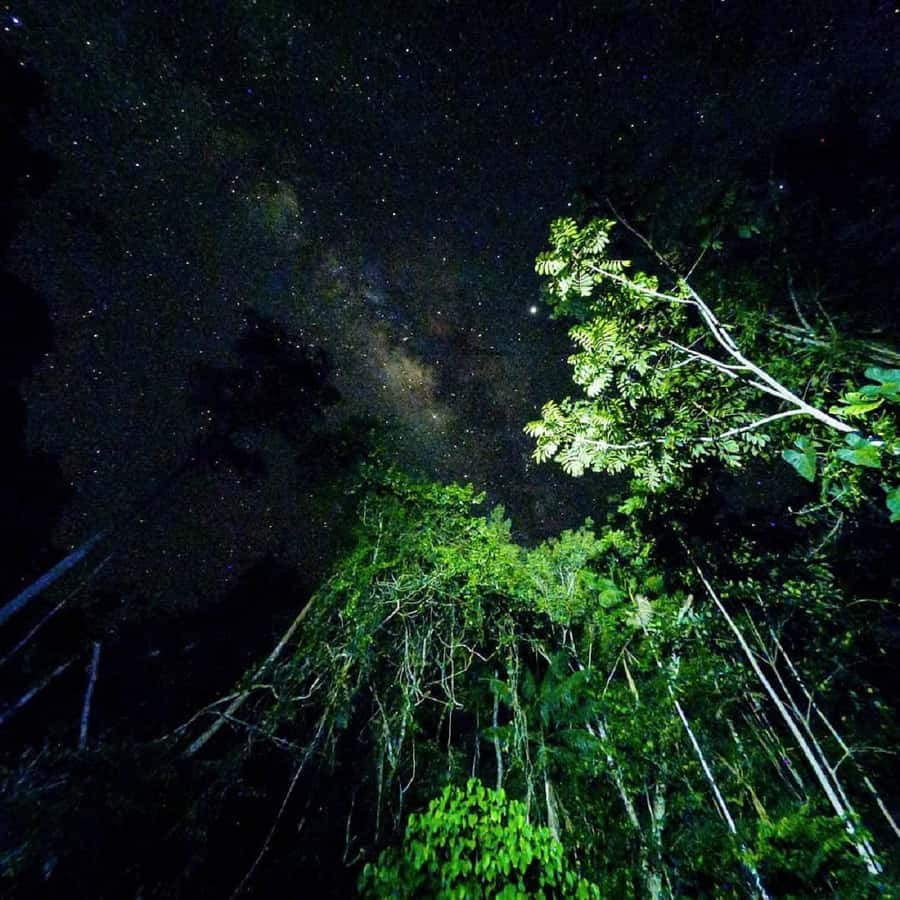 Tambopata Rainforest Night Walk & River Exploration - What $55 gets you