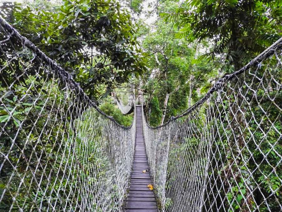Tambopata: Zipline Adventure & Kayak to Monkey Island - Kayaking on the Madre de Dios River