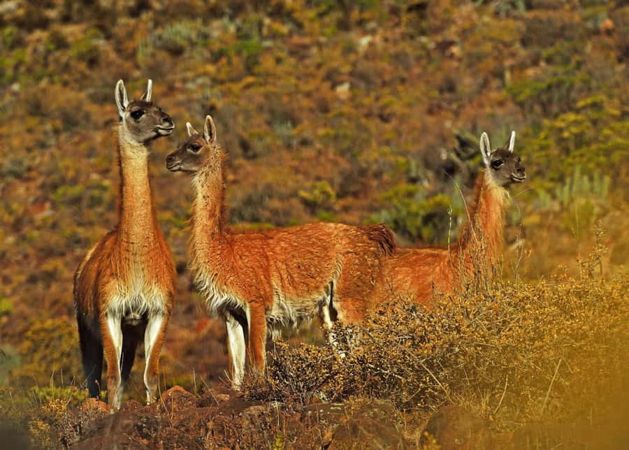 Tour Fullday Colca Canyon with Breakfast and Typical Lunch - Volcano views, wetlands, and camelids