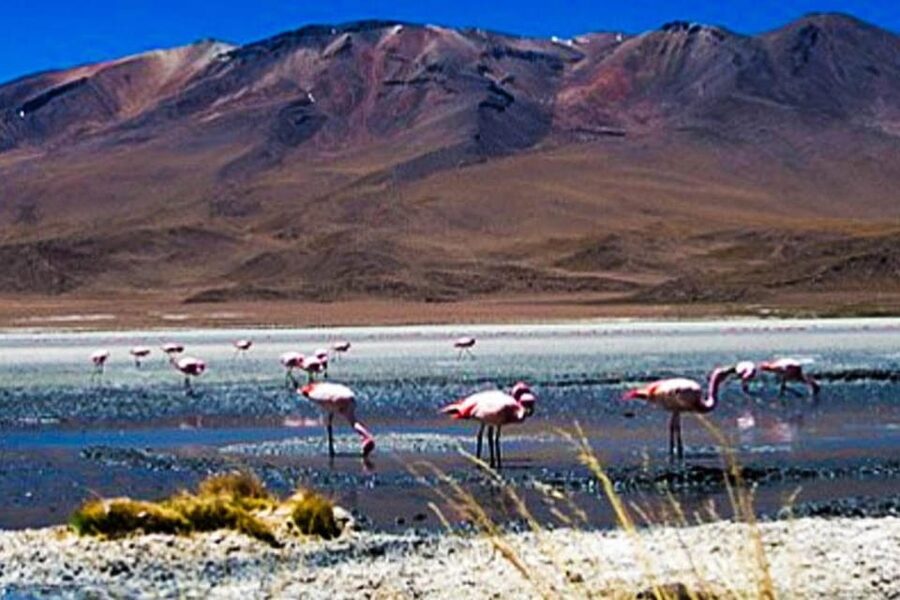 Tour to the Salinas Lagoon and National Reserve in Arequipa - Salinas Lagoon and its famous reflections