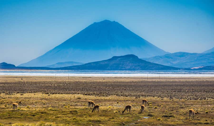 Tour to the Salinas Lagoon and National Reserve in Arequipa - Who will get the most from this tour