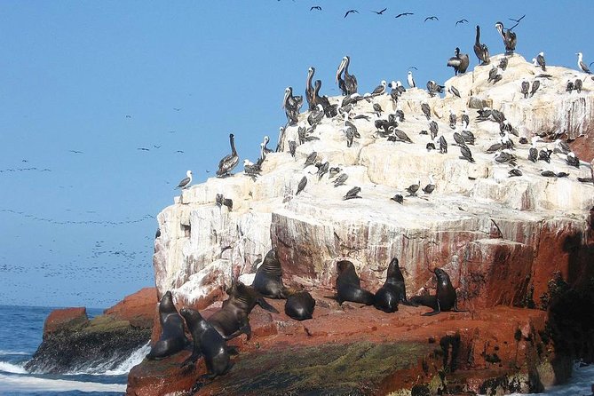 Ultimate Comfort: Lima to Huacachina, Ballestas and Vineyard - Who should book this experience?