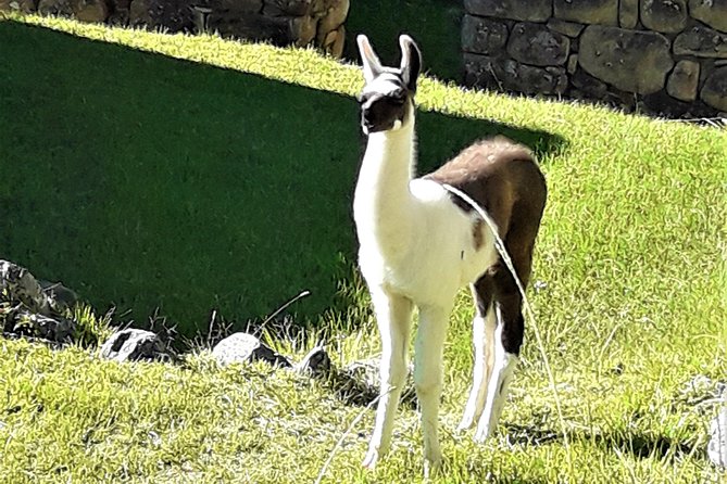 Ultimate Lares Trek & Inca Trail 5 days - Is $980 a fair price?
