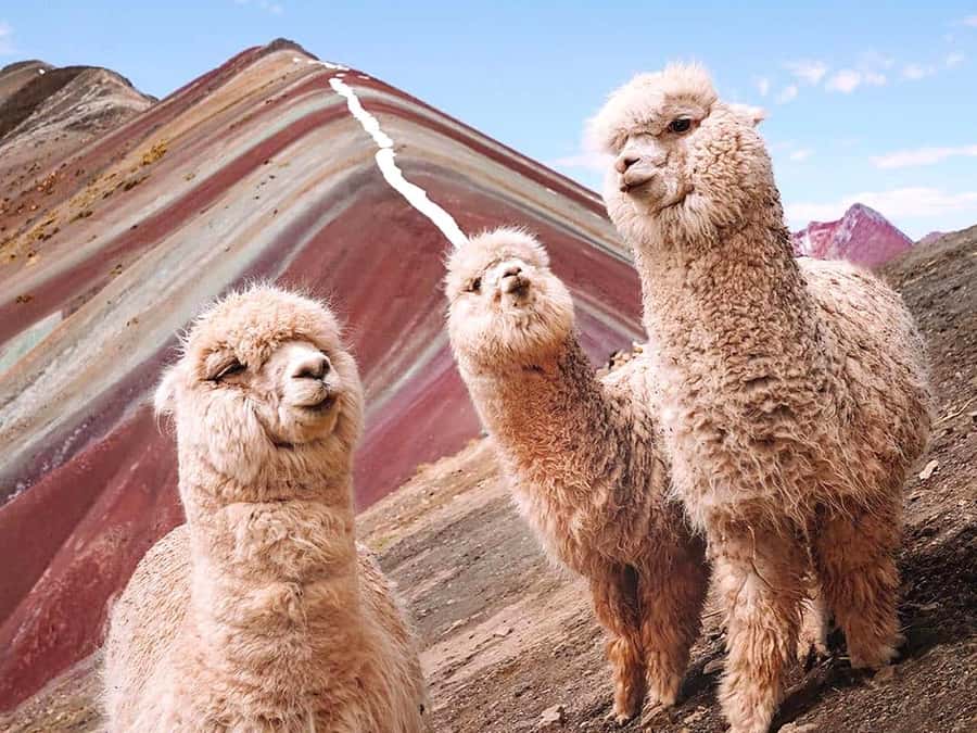 Vinicunca Mountain Tour - Full Day Tour to Rainbow Mountain - Who will get the most from this outing