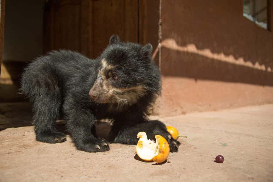 Visit to the Cochahuasi Animal Sanctuary with rescued animal - Key points to know before you go