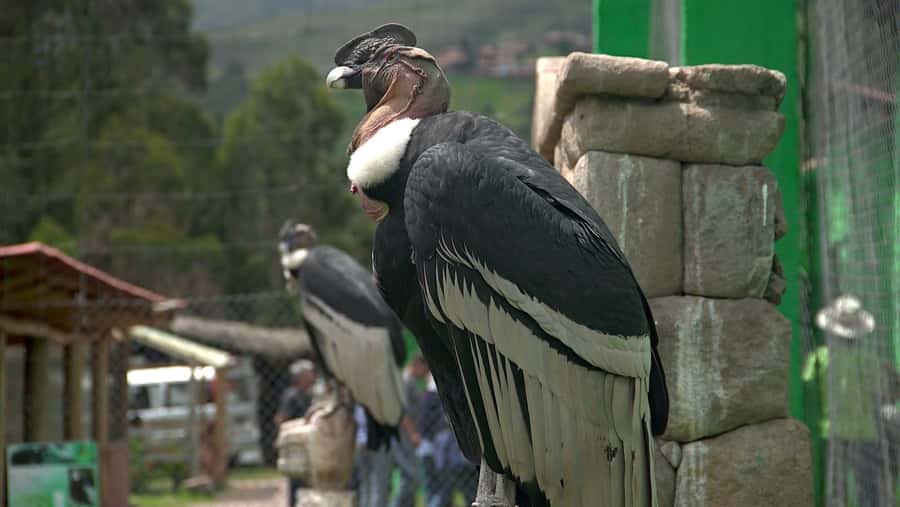 Visit to the Cochahuasi Animal Sanctuary with rescued animal - A short trip from Cusco to Cochahuasi