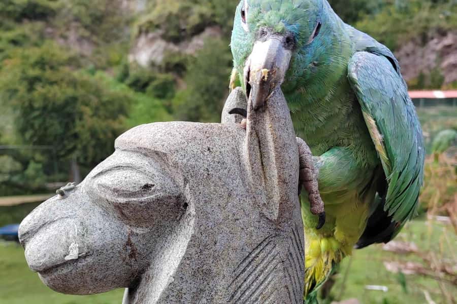 Visit to the Cochahuasi Animal Sanctuary with rescued animal - Why the guide matters here