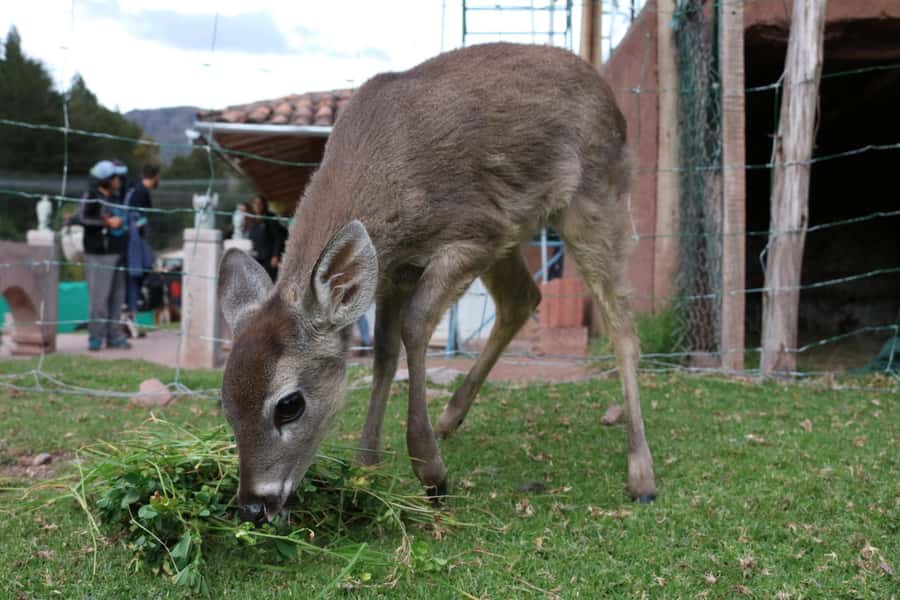 Visit to the Cochahuasi Animal Sanctuary with rescued animal - Free time and the crafts area