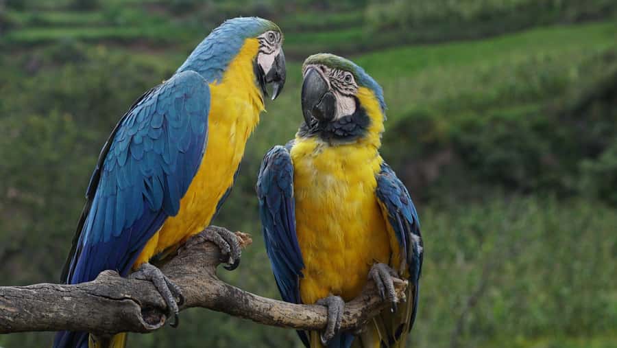 Visit to the Cochahuasi Animal Sanctuary with rescued animal - What the $50 price really covers
