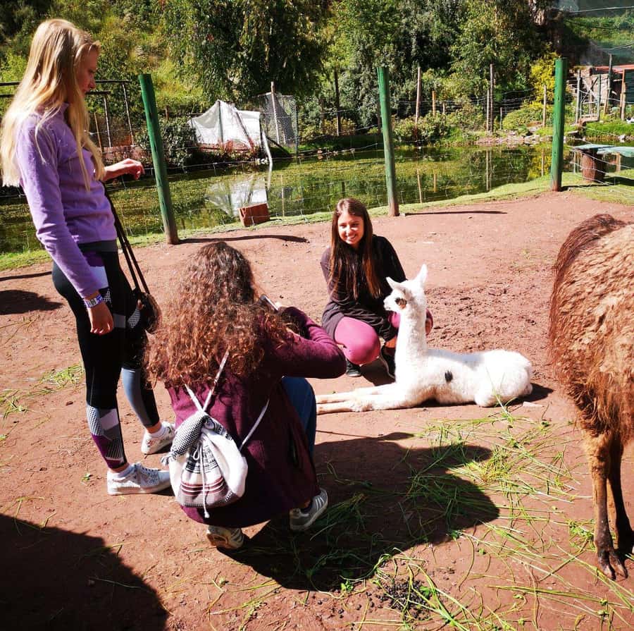 Visit to the Cochahuasi Animal Sanctuary with rescued animal - Who will enjoy this Cusco activity?