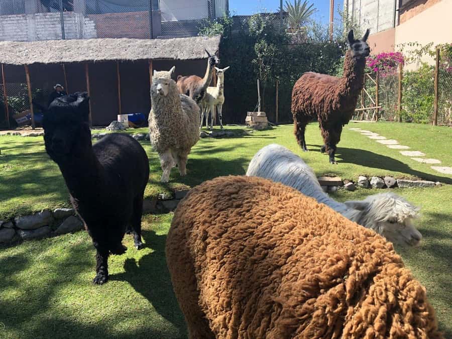 Walking tour in the Historic Center of Arequipa - Mundo Alpaca: an unexpected city stop